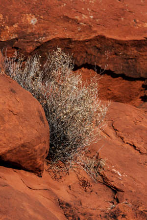 wild flowers amongst the red rocks, sedona, arizona, usa