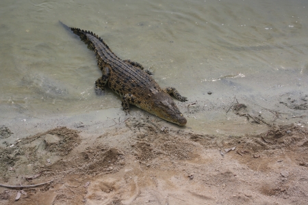 Wild Crocodileの写真素材