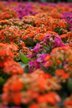 flower photoの写真素材