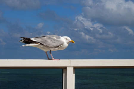 Herring seagull standing on the hand rail of an ocean liner, cloudy blue sky behind itの写真素材