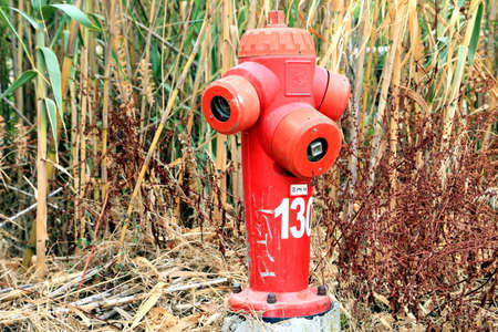 Bright red fire hydrant among dry reeds and bushes