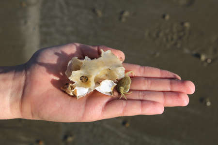 A child's hand showing crab, shell and fish bone found on the beach while beach combingの写真素材