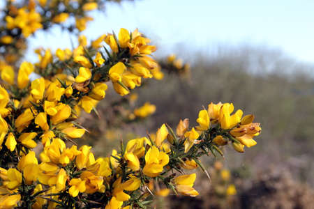 Flowering common gorse (Ulex europaeus) - a spiky thorn covered plant with bright yellow flowersの写真素材