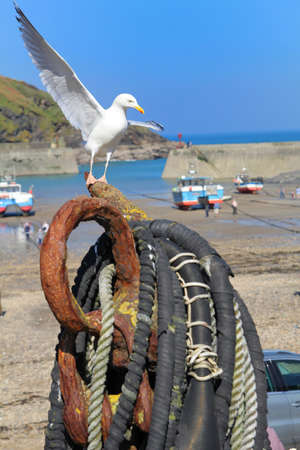 Seagull landing on a rusty old anchor in a pretty seaside village harbourの写真素材