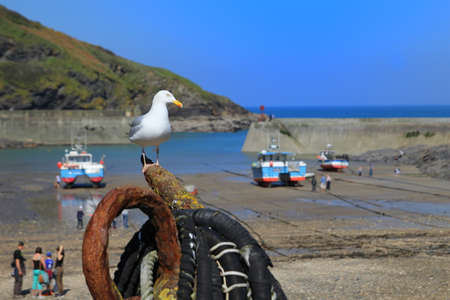 Seagull (Herrring Gull) sitting on an old rusty anchor in Port Isaac harbour in Cornwallの写真素材