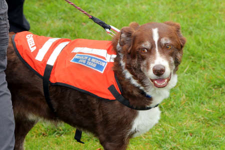 Beaulieu, Hampshire, UK - May 29 2017: Dog belonging to the Hampshire Search and Rescue team