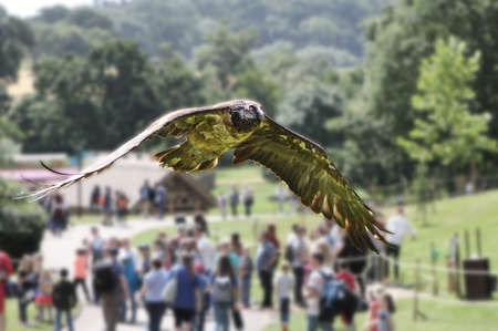 A juvenile bearded vulture (Gypaetus barbatus), also known as the lammergeier or ossifrage, flying over members of the public at a falconry displayの写真素材