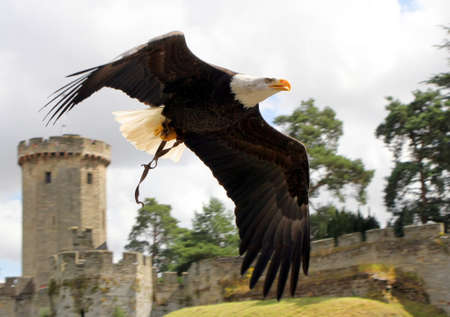 Warwick, UK - July 22 2017: A  Bald Eagle performing in a falconry display at Warwick Castleのeditorial素材