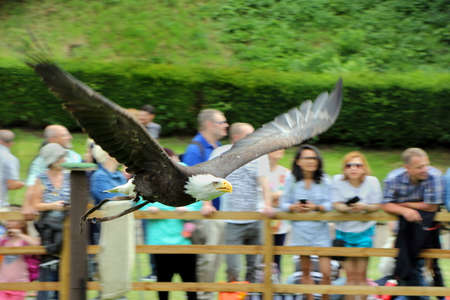 Warwick, UK - July 22 2017: Bald Eagle swoops low over visitors to Warwick Castle during the falconry displayのeditorial素材