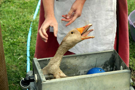 Stratford-upon-Avon, UK - July 23 2017: A woman tries to free a goose trapped in a water trough at Mary Arden's working Tudor Farmのeditorial素材