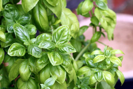 Bright green leaves of a healthy Basil plant, a popular garden herb, in a containerの写真素材