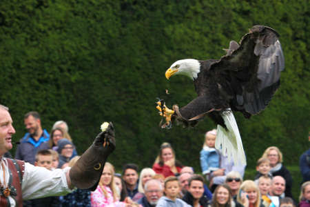 Warwick, UK - September 17 2017: A falconer raises his gauntlet as his Bald Eagle comes in to land...