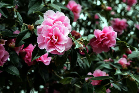 A beautiful Camelia flower on a rich dark green-leaved plant.の写真素材
