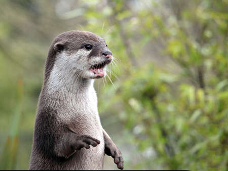 Close up portrait of an Asian or Oriental small clawed otter (Aonyx cinerea) calling  outの写真素材