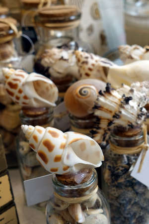 Display of beautiful leopard spot sea shells in a gift shop.の写真素材