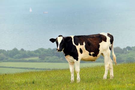 Black and white Friesian cow standing in a coastal hillside meadow with boats on the sea in the backgroundの写真素材