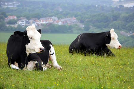 Two black and white Friesian cows lying on a hillside meadow with a village in the backgroundの素材 [FY310107597114]