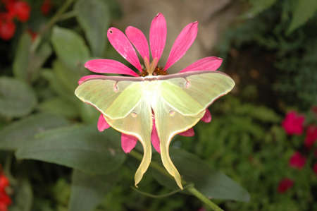 Butterflyの写真素材