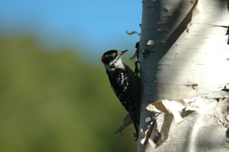 Woodpeckerの写真素材