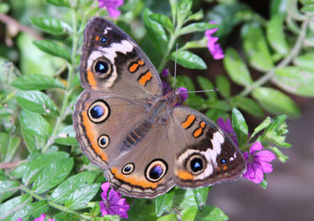 Buckeye Butterflyの写真素材