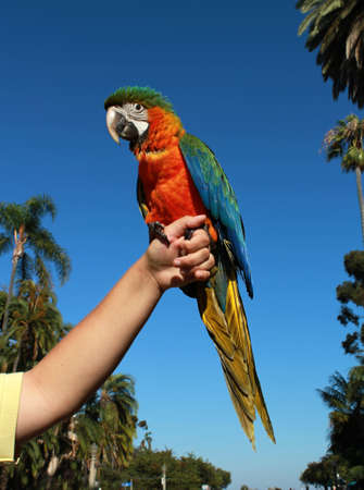 Harlequin Macawの写真素材