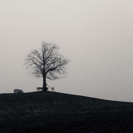 A single tree ontop of a hillside during winterの写真素材