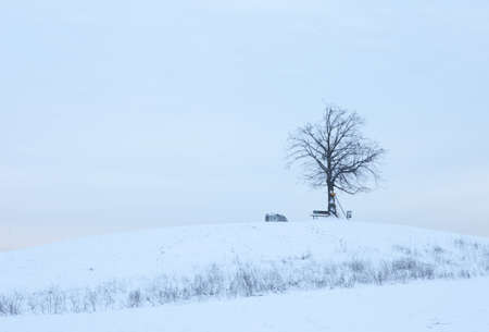 A single tree ontop of a misty hillside in winter.の写真素材