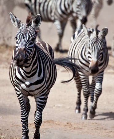 Great Migration  A Herd of Zebras and Wildebeest cross the Serengeti during the great migration  Serengeti National Park, Tanzaniaの写真素材