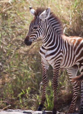 Proud Baby  A baby zebra sands on a rock during the Great Migration, Serengeti National Park, Tanzaniaの写真素材