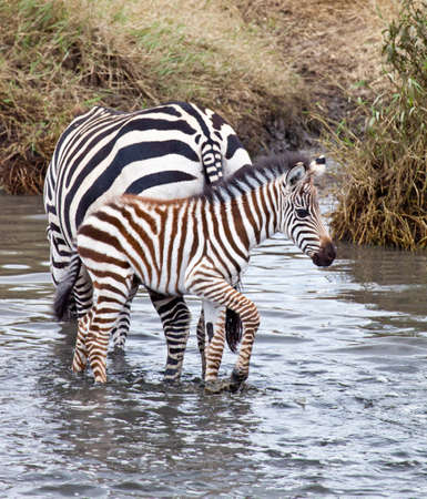 A baby Zebra with his mother at a watering hole の写真素材