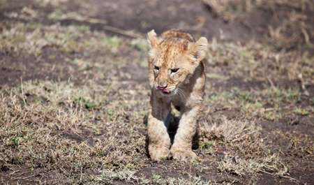 A lion cub searches for anything to practice his hunting  Serengeti National Park, Tanzania