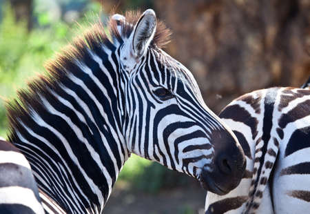 Portrait of a Zebra in Ngorongoro Crater, Tanzania