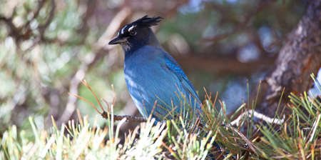 A Blue Jay sits in a pine tree and surveys his surroundings  Rocky Mountain National Park, Coloradoの写真素材
