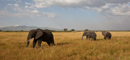 A herd of Elephants cross the savannah  Serengeti National Park, Tanzaniaの写真素材