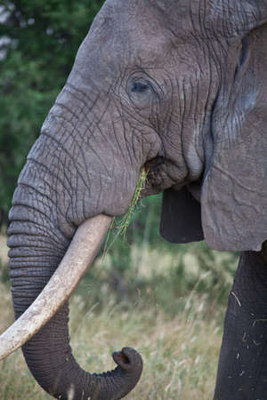 Close up shot of a the face of a large bull African Elephant  Serengeti National Park, Tanzaniaの写真素材