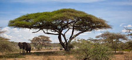 A large Bull under an Acacia Tree  Serengeti National Park, Tanzaniaの写真素材