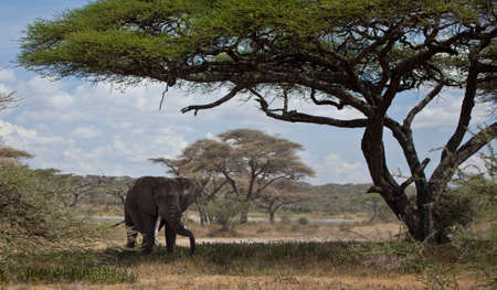 A large Bull under an Acacia Tree  Serengeti National Park, Tanzaniaの写真素材