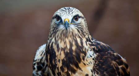 Portrait of a Rough-Legged Hawkの写真素材
