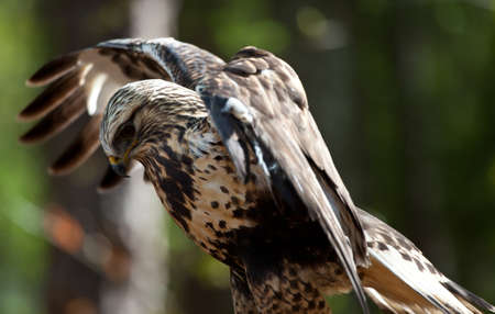 A Rough-Legged Hawk comes in for a landing の写真素材