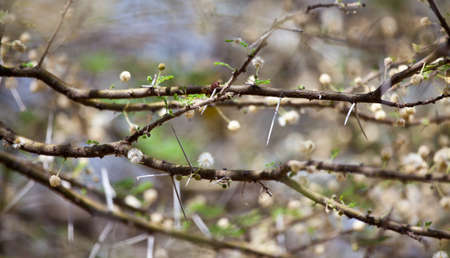 A macro shot of the thorns and polin of an Acacia Tree.