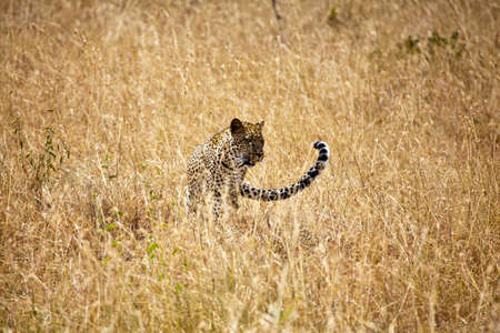 A large adult Leopard looks through the tall grasses of the savanna in search of his next meal....
