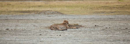 An adult cheetah lounges in the midday heat. Serengeti National Park, Tanzania