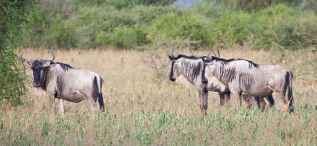 Herds of Wildebeest cross the Serengeti during the Great Migration  Serengeti National Park,...