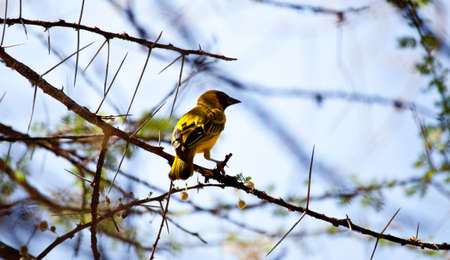 A Masked Weaver perched in an Acacia tree. Serengeti National Park, Tanzaniaの写真素材