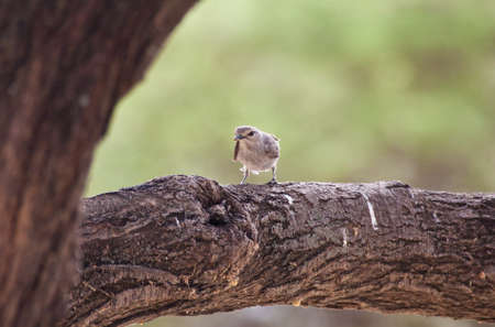 An African Grey Flycatcher in a tree. Serengeti National Park, Tanzania