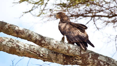 A Tawny Eagle perches in the branches of an Acacia tree. Serengeti National Park, Tanzania