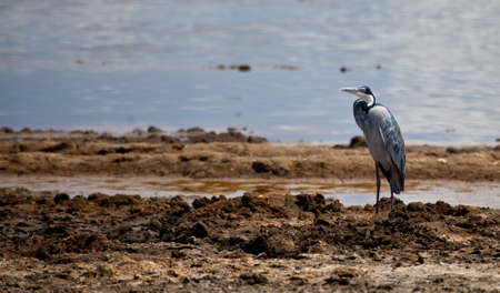 A Black-Headed Heron near the water. Serengeti National Park, Tanzaniaの写真素材