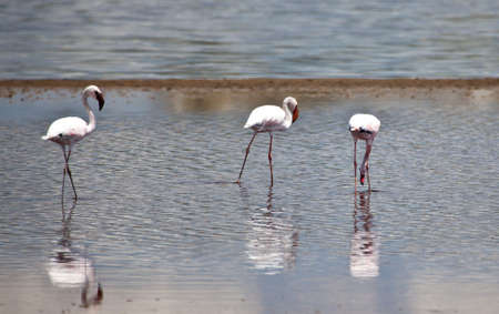 Flamingo wobble their legs as they look for the shell fish that give them their color. Serengeti national Park, Tanzaniaの写真素材