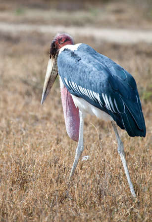 A Marabou Stork on the African Savannah  Serengeti National Park, Tanzaniaの写真素材