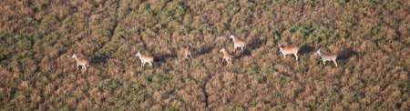 A herd of Elands crosses the Savanna as seen from a hot air balloon. Serengeti National Park, Tanzaniaの写真素材